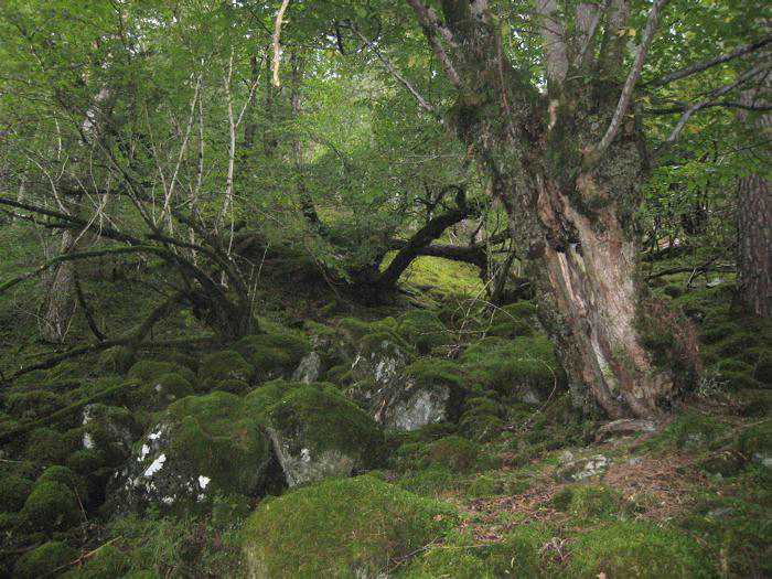 Picture of leafy green forest in uphill environment. The ground is covered in moss covered rocks.